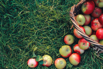 Top view of apples on grass. August, apple picking, autumn harvest concept. Orchard, crop, basket, healthy food, copy space - obrazy, fototapety, plakaty