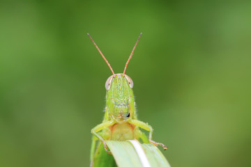 locusts on green leaf in the wild