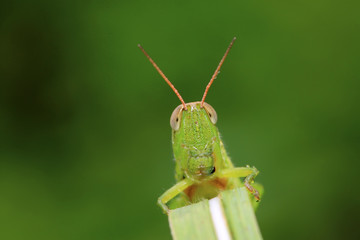 locusts on green leaf in the wild