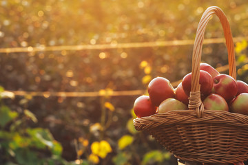 Apples in basket. Blurred sunset background. August harvesting, autumn concept. Agriculture, orchard, gardening, organic food