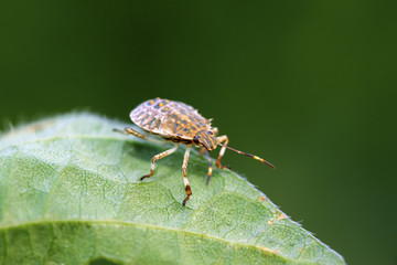 stinkbug on green leaf