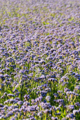 Naklejka premium Blauviolett blühendes Phaceliafeld im Herbst