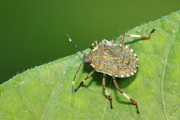stinkbug on green leaf