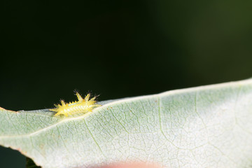 thorn moth larvae