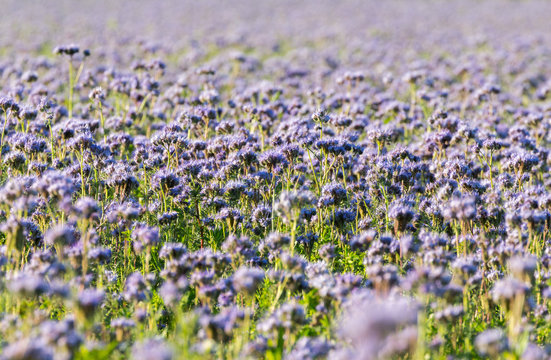 Blauviolett bl&uuml;hendes Phaceliafeld im Herbst