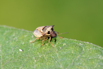stinkbug on green leaf