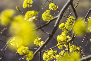 Spring blossoms. Tree leaves is blooming