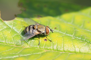 closeup of flesh fly