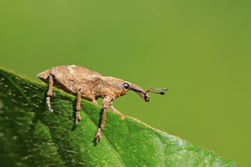 weevil