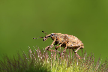 weevil