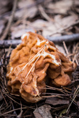 Discover the unique and rare Gyromitra gigas mushroom, found in coniferous forests from March to May. Get a close-up view of its unusual shape and texture on dead tree roots and rotting stumps