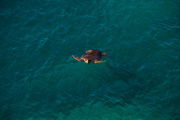 Big sea turtle in Mediterranean Sea swimming at the beach near Antalya, Turkey