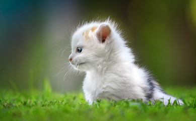 Naklejka na ściany i meble Kitten profile in grass