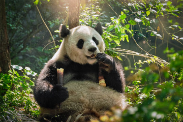 Giant panda bear in China © Dmitry Rukhlenko