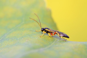 Sawfly on green leaf