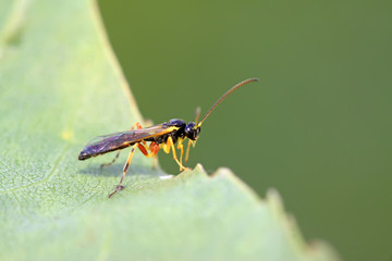 Sawfly on green leaf
