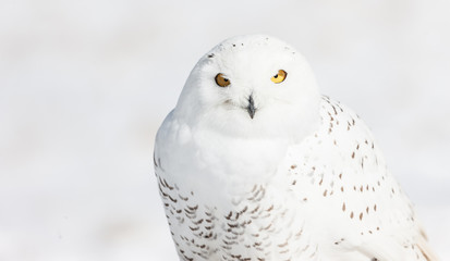 A mature snowy owl photographed in flight and on the ground against a snowy Canadian background.