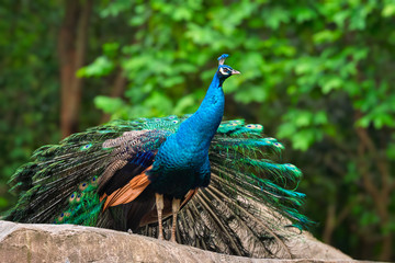 Peacock in forest