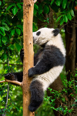 Giant panda bear in China