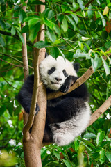 Fototapeta premium Giant panda bear in China