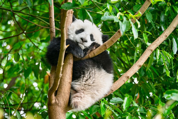 Giant panda bear in China