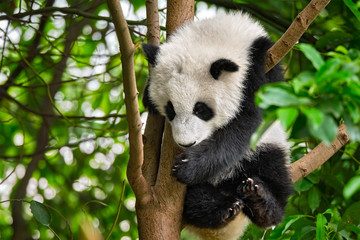 Giant panda bear in China