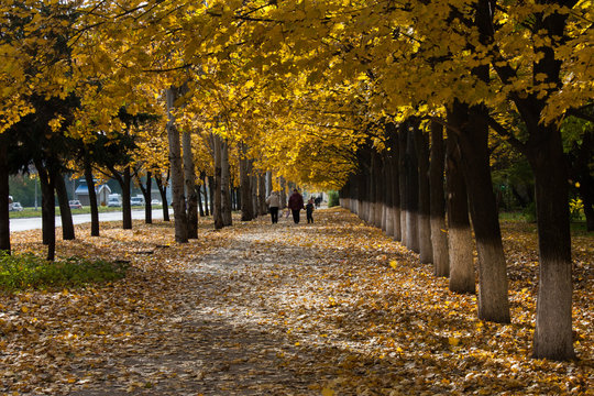Ukraine, Luhansk - Avenue of maples in autumn in the city of Luhansk in 2013