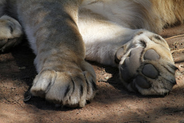 Naklejka premium Closeup of the paws of a lion cub in South Africa