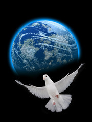  free flying white dove against