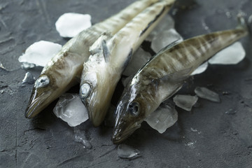 Mackerel on ice
