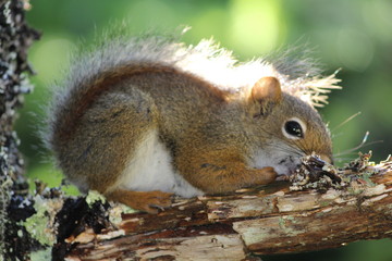Squirrel in Fundy National Park