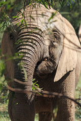 Getting close to a young elephant in South Africa