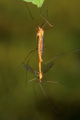 mosquitoes insects mating on green leaf