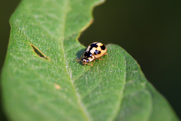 ladybug on green plant