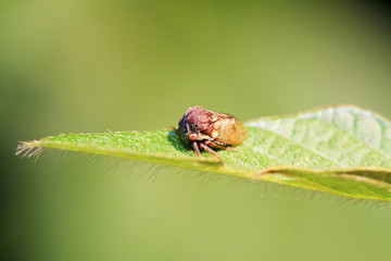 Membracidae insects