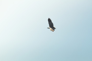 Mountain Eagle