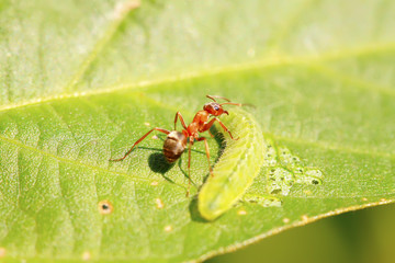 mercerized brown forest ants