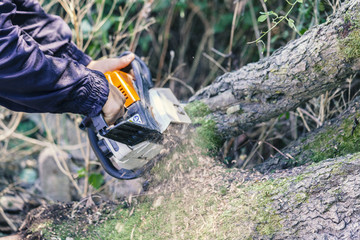 woodcutter cuts the trunk with a chainsaw