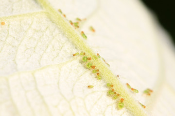 aphids on the green plant leaf
