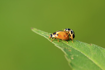 two ladybugs mating on green plant