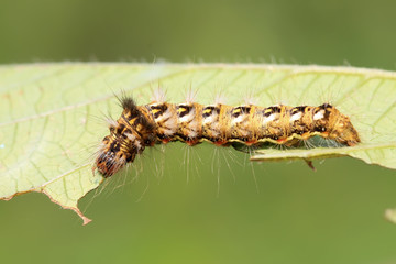 butterfly larvae - caterpillar