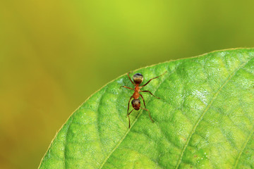 mercerized brown forest ants