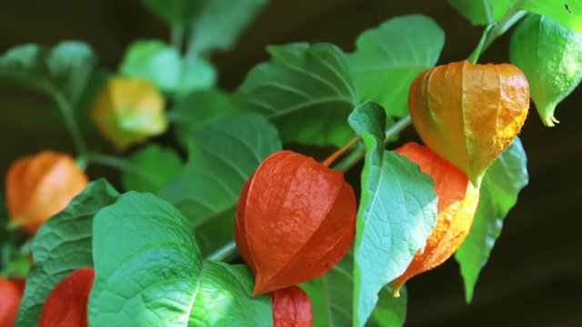 orange lanterns physalis alkekengi among the leaves so green.