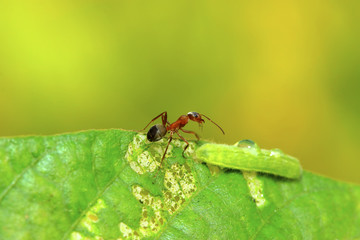 mercerized brown forest ants