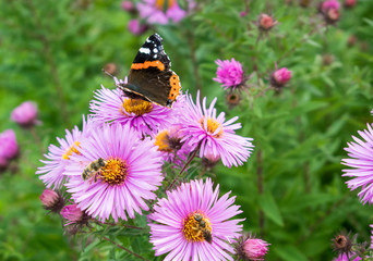 Pink flowers with a butterfly and bees.
