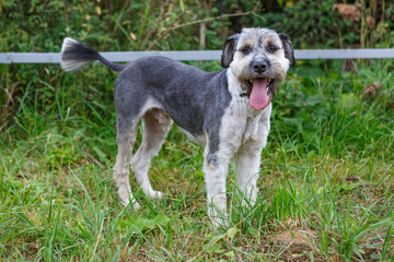 Dog stands on the grass