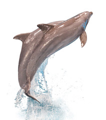 Image of Grey dolphins isolated printed on Printed Glass Splashbacks