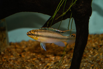 Colorful kribensis or purple cichlid (Pelvicachromis pulcher) from Nigeria