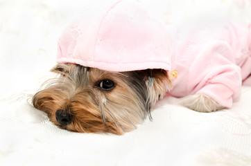 Beautiful puppy yorkshire terrier in the clothing with bow lying on the sofa