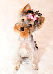 Beautiful puppy yorkshire terrier with bow